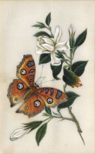 19th Century Gouache - Butterfly