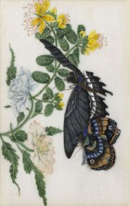 19th Century Gouache - Butterflies