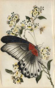 19th Century Gouache - Butterfly