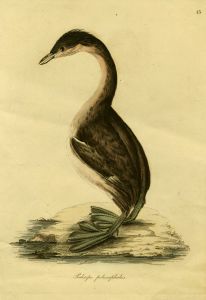 Prideaux John Selby - 19th Century Engraving, Podiceps Poliocephalus