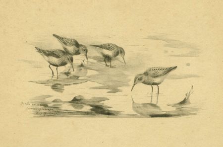 After Philip Rickman - Set of Four Mid 20th Century Digital Prints, Bird Studies