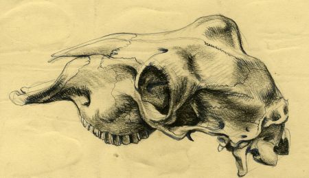 David A. Weeks - Mid 20th Century Pen and Ink Drawing, Still Life Studies
