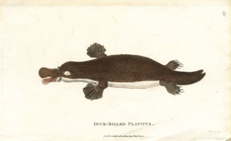 James Heath - 1800 Engraving, Duck Billed Platypus