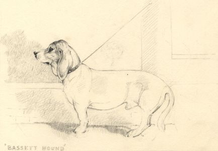 Richard J.M. Dupont - Mid 20th Century Graphite Drawing, Bassett Hound
