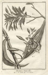 Robert Benard - 18th Century Engraving, Histoire Naturelle, La Vanille