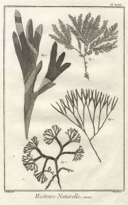 Robert Benard - 18th Century Engraving, Histoire Naturelle, Fucus