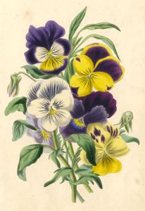 19th Century Hand Coloured Aquatint - Pansies