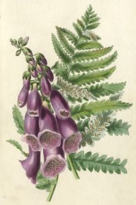 19th Century Hand Coloured Aquatint - Purple Foxglove
