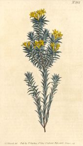 Set of Two 19th Century Hand Coloured Aquatints - Yellow Flower Studies