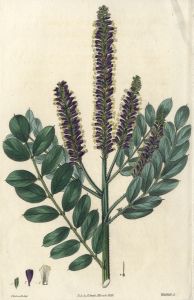Set of Three 19th Century Hand Coloured Aquatints - Purple Flower Studies