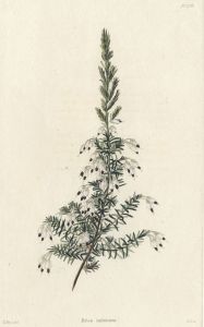 Set of Three 19th Century Hand Coloured Aquatints - Heath