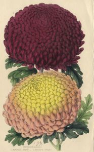 19th Century Hand Coloured Aquatint - Chrysanthemums