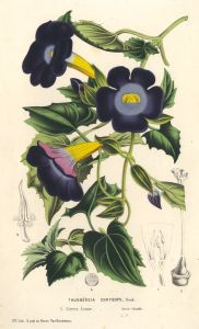 Set of Two 19th Century Hand Coloured Aquatints - Fuchsia & Thunbergia Chrysops
