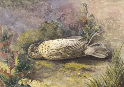 E.H. Lawson - Late 19th Century Watercolour, Study of a Dead Bird