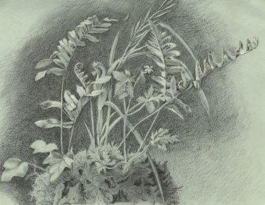 E.H. Lawson - Late 19th Century Graphite Drawing, Fern Study