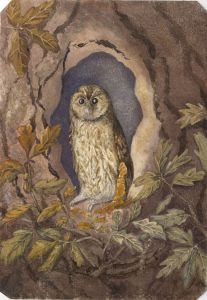 E.H. Lawson - Exquisite Late 19th Century Watercolour, Owl