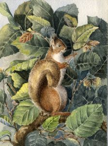 E.H. Lawson - Fine Late 19th Century Watercolour, Squirrel