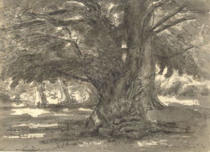 Harold Hope Read - 1919 Watercolour, Tree