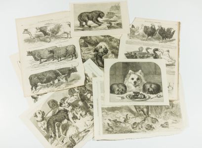 Illustrated London News - Set of 8 Late 19th Century Wood Engravings, Animals