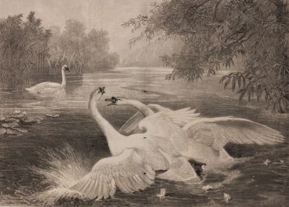 J. Wolf - 1875 Wood Engraving, The Duel - London Illustrated News