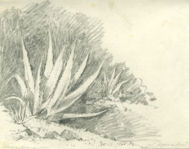 Marcus Adams (1875-1959) - 1925 Graphite Drawing, Agave