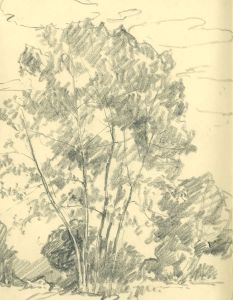 Marcus Adams - Mid 20th Century Graphite Drawing, Trees in a Landscape