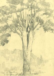 Marcus Adams - 1946 Graphite Drawing, Trees at Henley and the New Forest