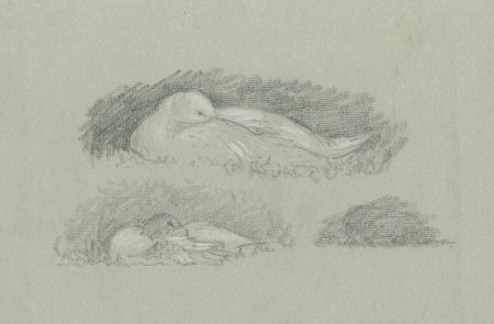 Marcus Adams (1875-1959) - Mid 20th Century Charcoal Drawing, Bird Studies