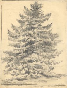 Marcus Adams - 1944 Graphite Drawing, Fir Tree