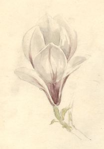 Marcus Adams - Early 20th Century Watercolour, Flower Study