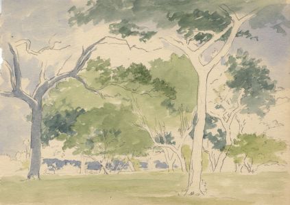 Marcus Adams - Early 20th Century Watercolour, Trees