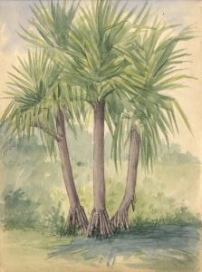 Marcus Adams - Early 20th Century Watercolour, Trees