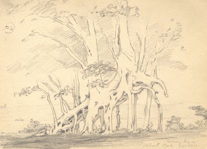 Marcus Adams - Early 20th Century Graphite Drawing, Curious Tree in Albert Park