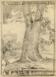 Marcus Adams - Four Early 20th Century Graphite Drawings, Trees