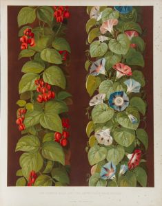 Lewis Gruner - 1850 Chromolithograph, French Bean and Convolvolus