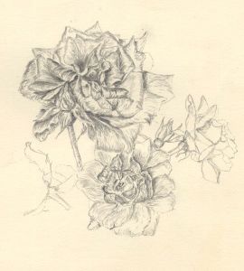 E. Gaston Longney - Mid 20th Century Graphite Drawing, Flower Study