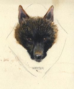 Mary Cecilia Crompton - Contemporary Gouache, Hector, Study of a Dog