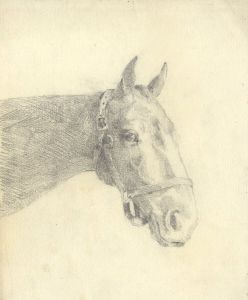 Mary Cecilia Crompton - Contemporary Graphite Drawing, Horse in Bridle Study