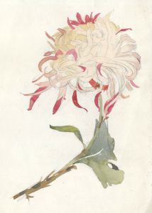 Mary Cecilia Crompton - Contemporary Watercolour, Chrysanthemum