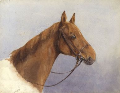 Mary Cecilia Crompton - Contemporary Watercolour, Horse Study