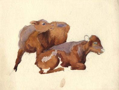 Mary Cecilia Crompton - Contemporary Watercolour, Calves