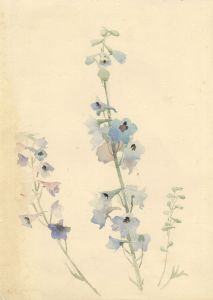 Mary Cecilia Crompton - Contemporary Watercolour, Larkspur Study