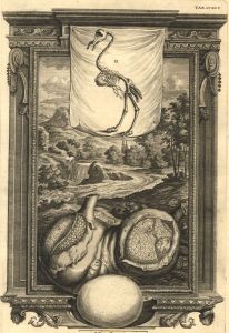 I. A. Friderich - 18th Century Engraving, Struthio