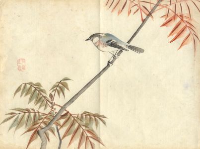 Early 20th Century Watercolour - Bird Study