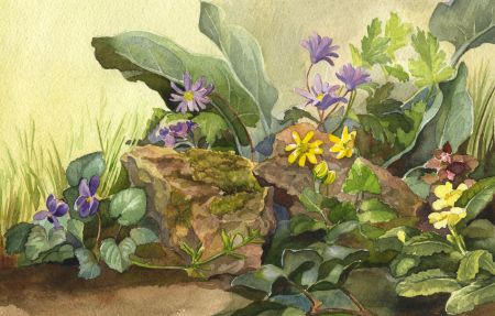 P.M. Evans - Mid 20th Century Watercolour, Study from Nature
