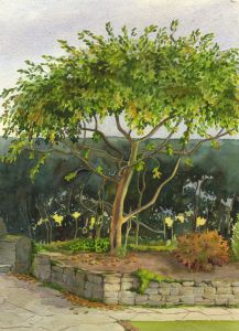 P.M. Evans - Mid 20th Century Watercolour, Study of a Tree