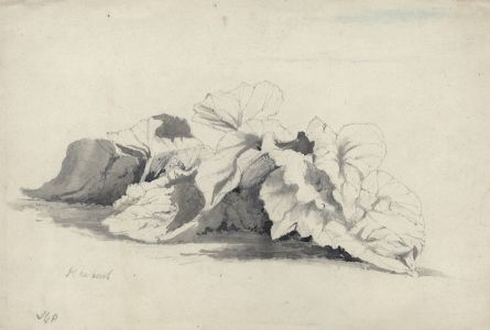 Samuel Gillespie Prout  - Early 19th Century Pen and Ink Drawing, Rhubarb