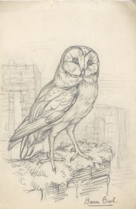 M.F.S. - A Set of 2 1883 Drawings, Barn Owl and Parrot
