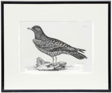Prideaux John Selby (1788-1867) - Early 20th Century Engraving, Arctic Skua