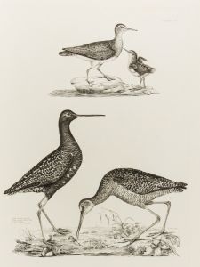 19th Century Engraving - Ornithological Studies - Sandpipers